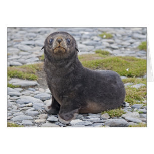 Vous avez du poisson ? Carte