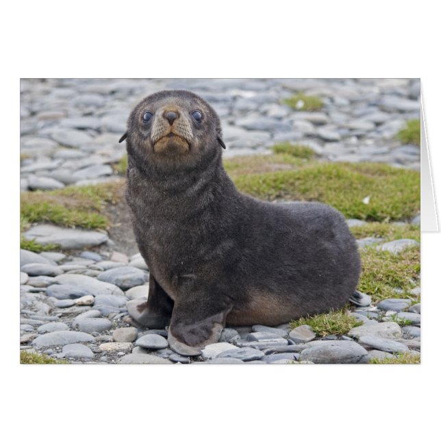 Vous avez du poisson ? Carte (Devant horizontal)