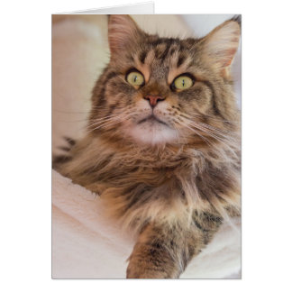 Vous avez mon attention ! - Carte chat Maine Coon