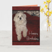 "Vous êtes toujours carte d'anniversaire maltaise (Fleur jaune)