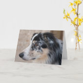 Vous manquez Australian Shepherd modèle de photo (Fleur jaune)