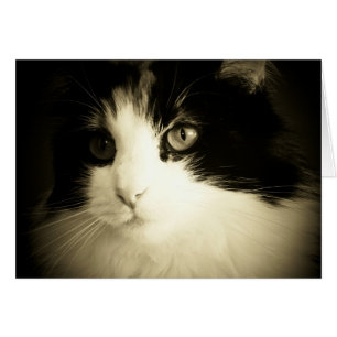 Vous m'avez eu à la carte de Meow