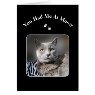 Vous m'avez eu au chat bleu russe de Meow