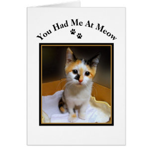 Vous M'Avez Eu Au Meow Calico Kitten