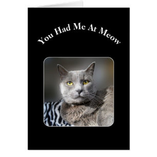 Vous M'Avez Eu Chez Meow Russian Blue Cat