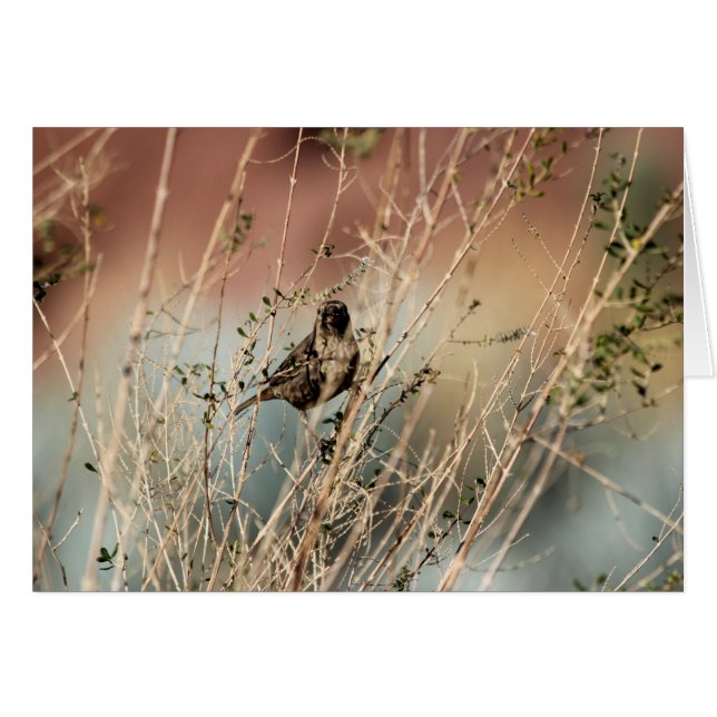 Vous me regardez ? (Devant Horizontal)