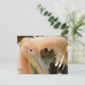 Vous observant carte postale de pélican (Debout devant)