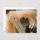 Vous observant carte postale de pélican (Devant / Derrière)