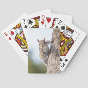 Vous regarder ! Cartes de jeu d'écureuil
