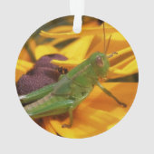 Vous regardez ici - Grasshopper (dos)