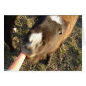 Vous voulez une carotte ? (Devant horizontal)