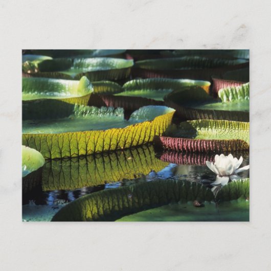 Voyage collection carte postale 7 (Devant)
