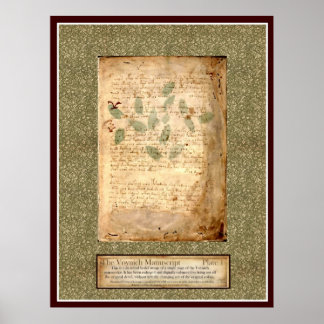 Voynich Bord 1 — Botanische illustratie Poster