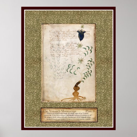 Voynich Bord 8 Poster (Voorkant)