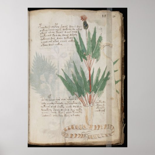 Voynich manuscript poster (Voorkant)