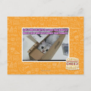 Vraag 1-800-LOLCATS Briefkaart