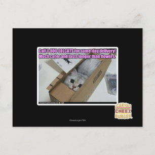 Vraag 1-800-LOLCATS Briefkaart