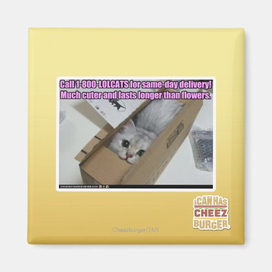 Vraag 1-800-LOLCATS Magneet (Voorkant)