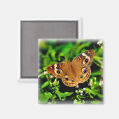 Vrai couleurs - Magnet papillon Buckeye (Recto/Verso)