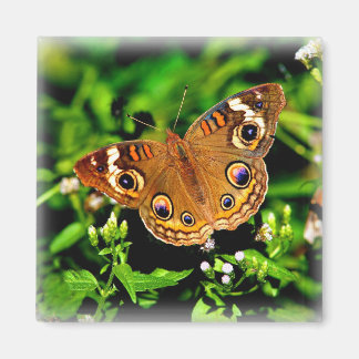 Vrai couleurs - Magnet papillon Buckeye