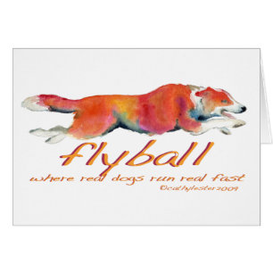 Vrais chiens de Flyball