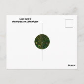 Vrede naar boven briefkaart (Achterkant)