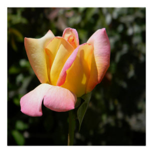 Vrede Roos... Perfect Poster