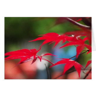 Vrede van de Bladeren