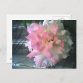 vredesbriefkaart briefkaart (Voorkant / Achterkant)