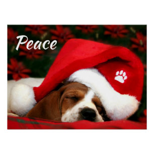 Vredige puppy met tekst perfect poster