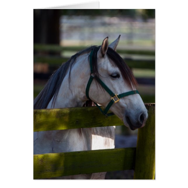 vreedzaam (Voorkant)