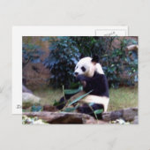 vreedzaam briefkaart (Voorkant / Achterkant)