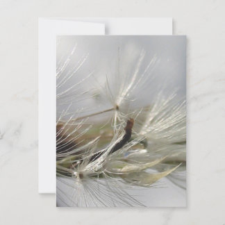 Vreedzaam, Elegant, Glanzende Paardenbloem Pluis Briefkaart