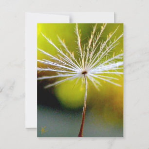 Vreedzaam, Goud, Paardenbloempluis, Natuur Briefkaart