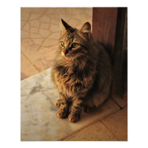 Vreedzaam Kat Foto Afdruk