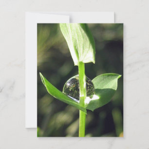 Vreedzame Close Up Dew op Klaver Natuur Meditatie Briefkaart
