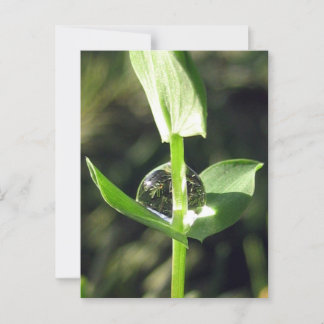 Vreedzame Close Up Dew op Klaver Natuur Meditatie Briefkaart