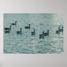 Vreedzame Eenden op het Water Fotografie Poster
