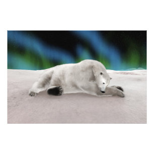 Vreedzame IJsbeer Arctische Natuur Illustratie Foto Afdruk