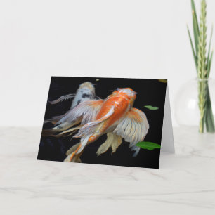 Vreedzame Koi   Koi Vis Fotografie Blanco Kaart