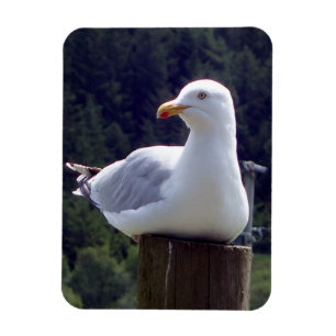 Vreedzame meeuw op paal Natuur Natuur en wild kuns Magneet