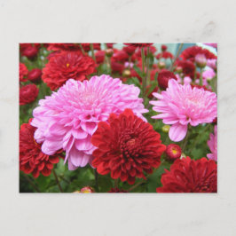 Vreedzame Morgenrood Briefkaart