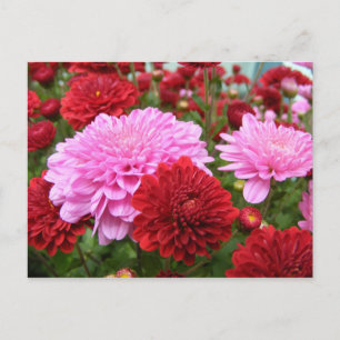 Vreedzame Morgenrood Briefkaart