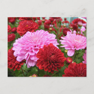 Vreedzame Morgenrood Briefkaart