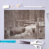 Vreedzame, rustende veestapel op weefselpapier tissuepapier (Craft)