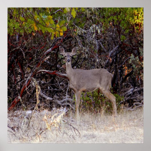 Vreemd... Poster (Voorkant)