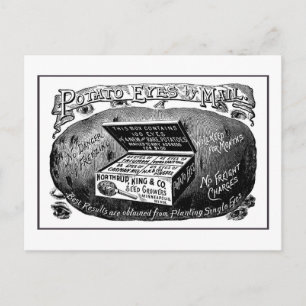 Vreemde aardappeladvertentie briefkaart