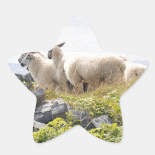 Vreemde Ontwerpen - Schapen in een veld Ster Sticker