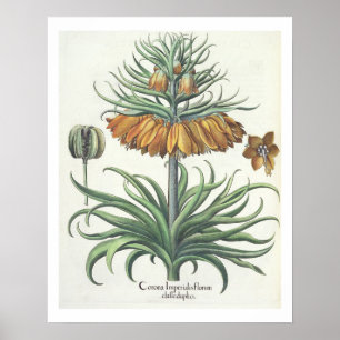 Vriend: Corona Imperialis florum classe duplic Poster