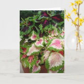 Vriend/het Denken aan u, Siernetel met Roze Kaart (Gele Bloem)